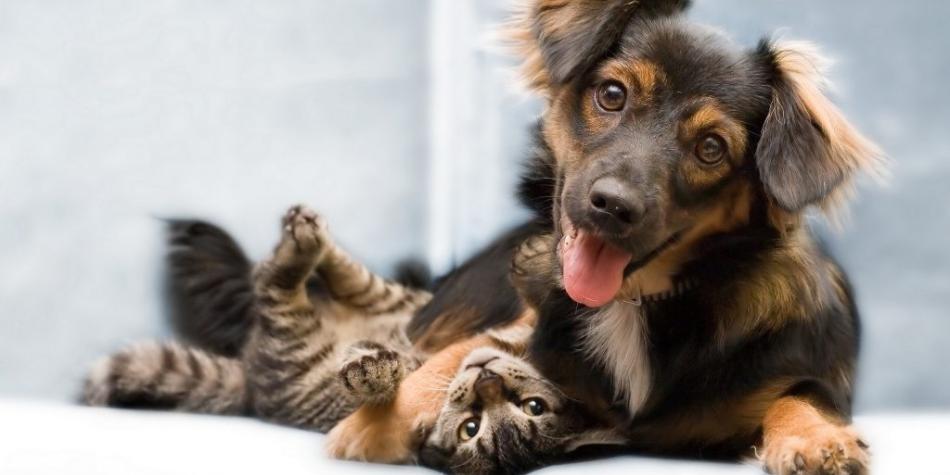 Perro y gato