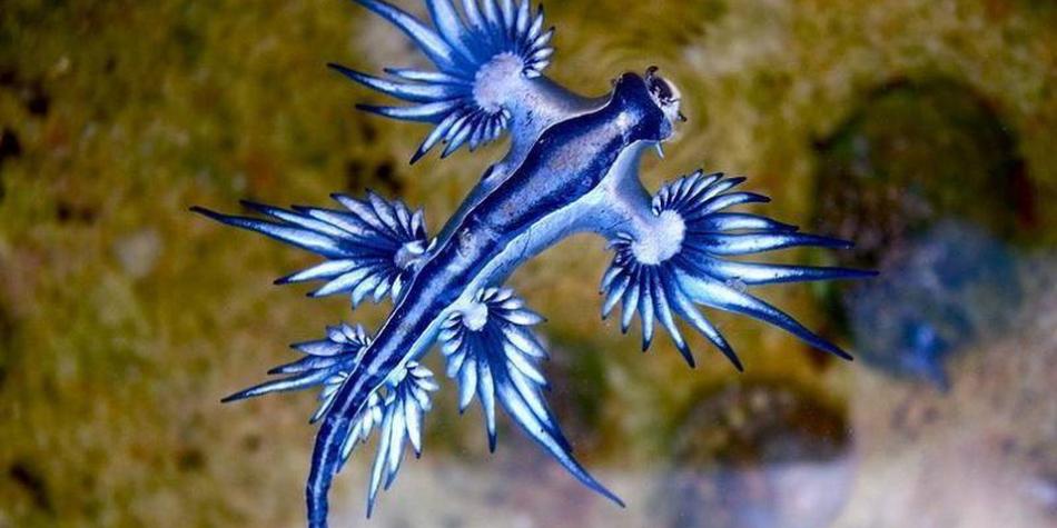Dragones Azules