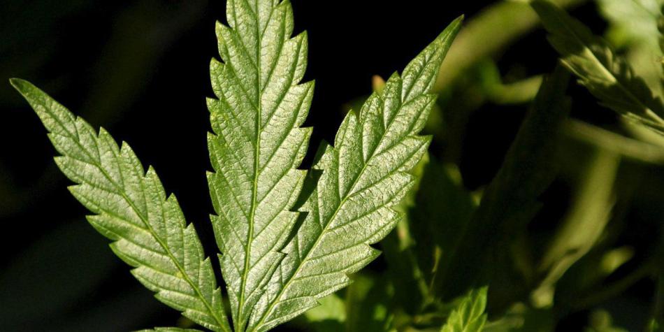 Cannabis
