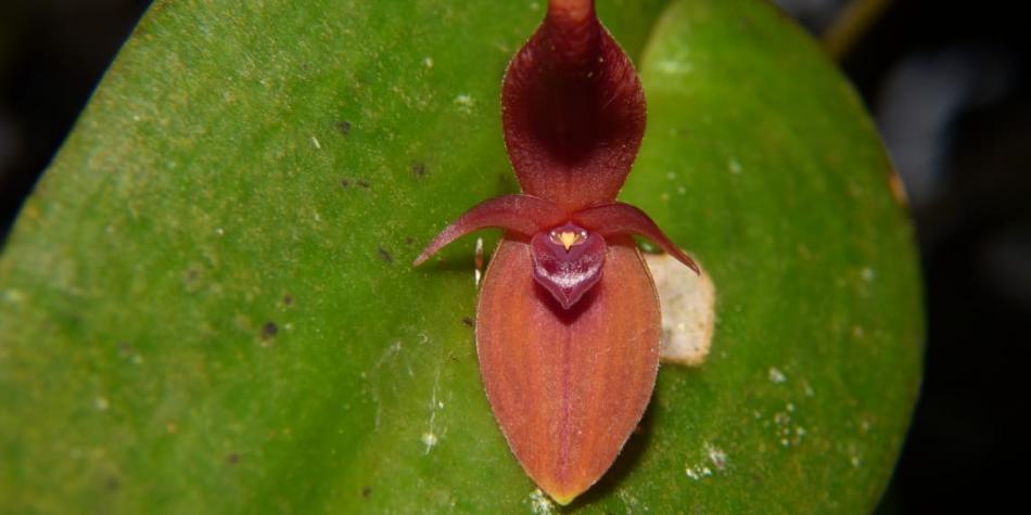 Orquídea