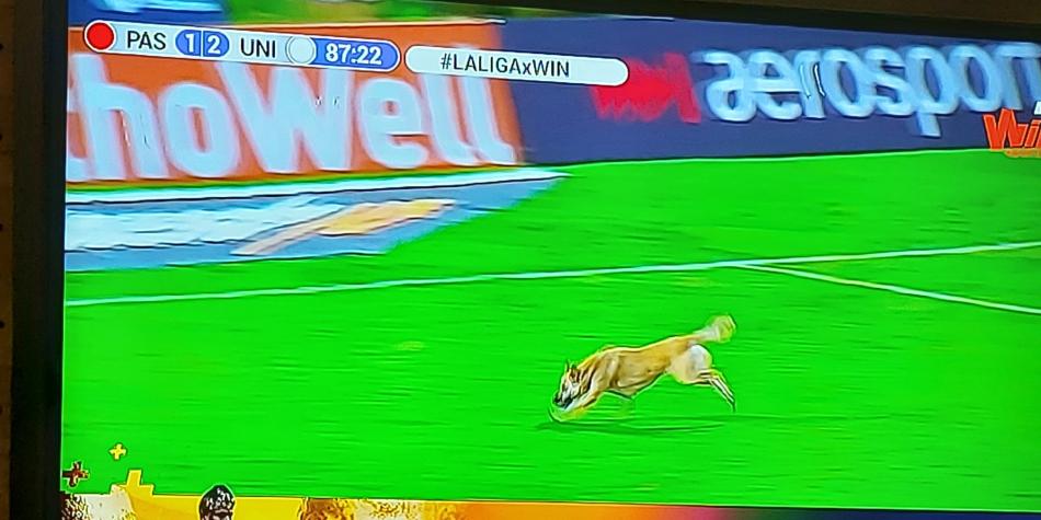 Invasión perro en Pasto