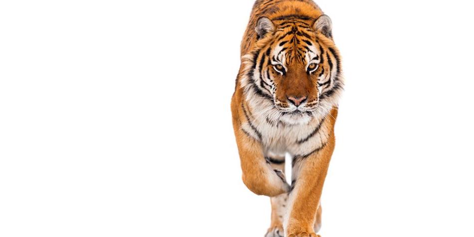 BBC Mundo: Tigre
