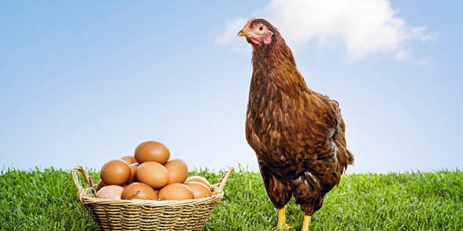 Huevo y gallina