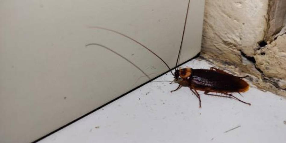 Cucaracha